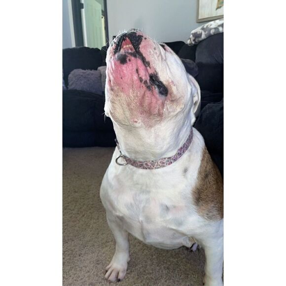 Frisco Cocktail Party Polyester Dog Collar, Large: 18 to 26 in Neck, 1 inch Wide - Picture 5 of 6